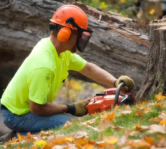 tree services Dennison